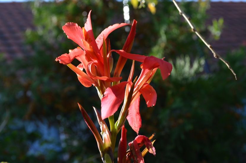  - dragostea  de natura