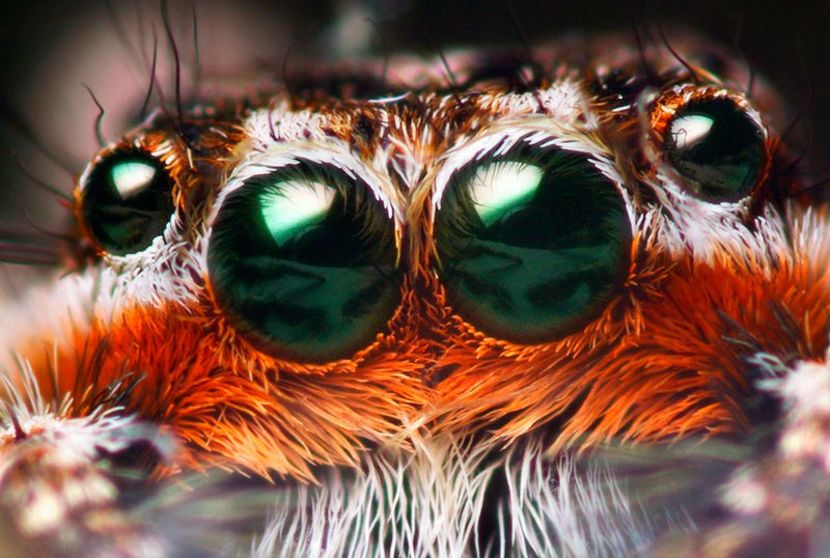 800px-Platycryptus_male_eyes - Aylmao