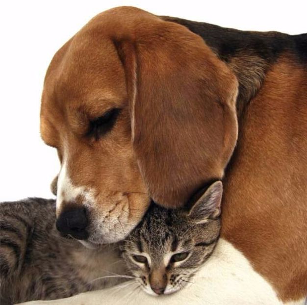 dog_and_cat_together - Aylmao