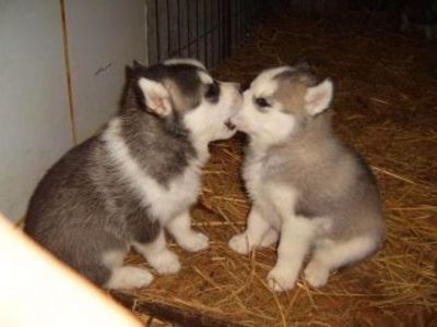 medium_Husky_Puppies.2 - Aylmao