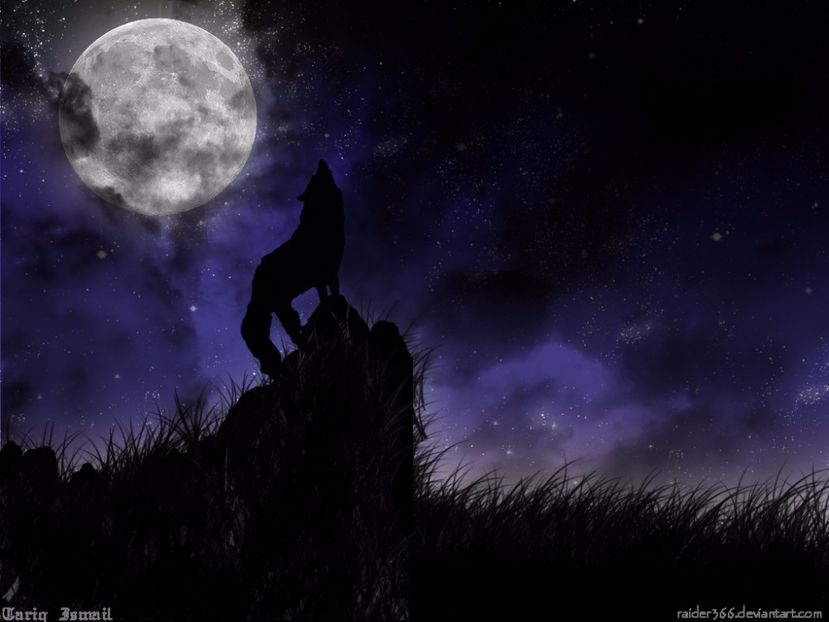 Night_Wolf5 - Aylmao