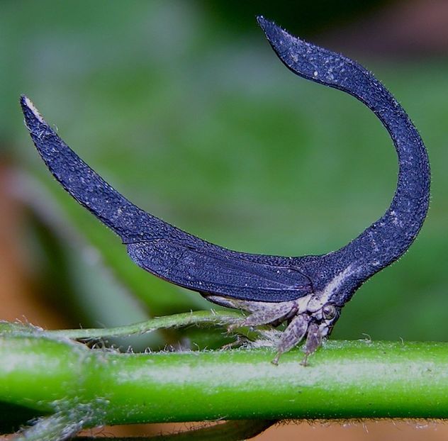 spongophorus ballista - Aylmao