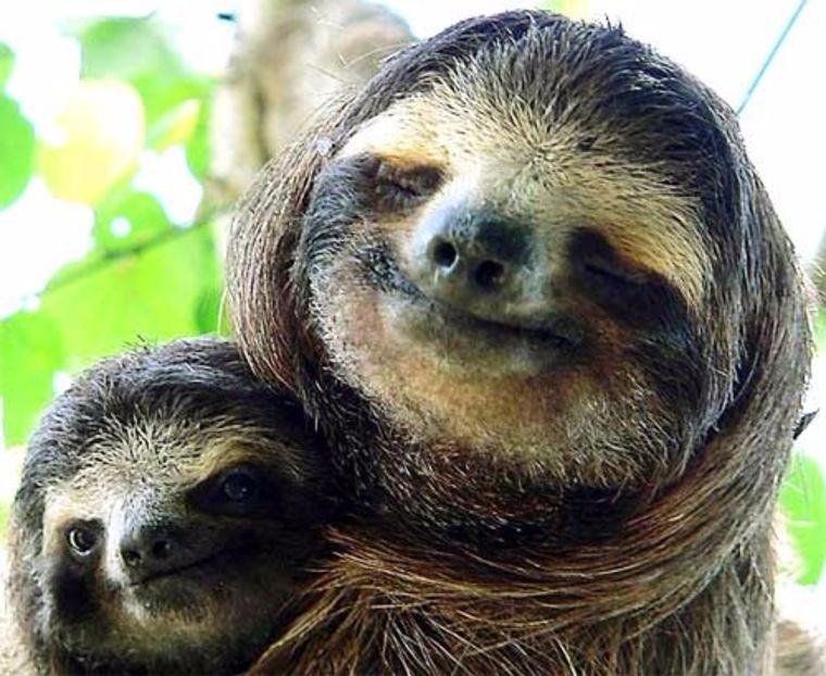 three-toed-sloth-with-child - Aylmao