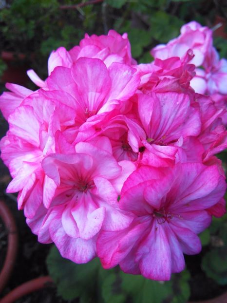 Ocold Lagoon - A-Muscate 2017