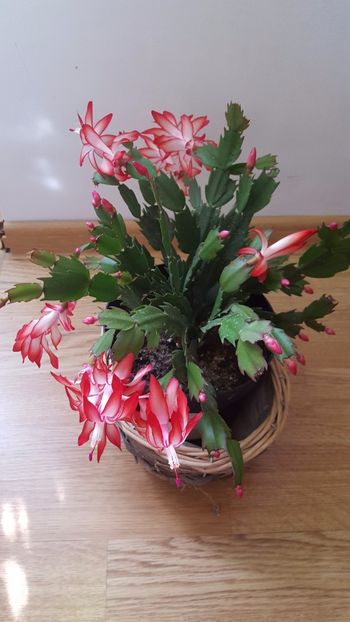  - Schlumbergera-craciunita N