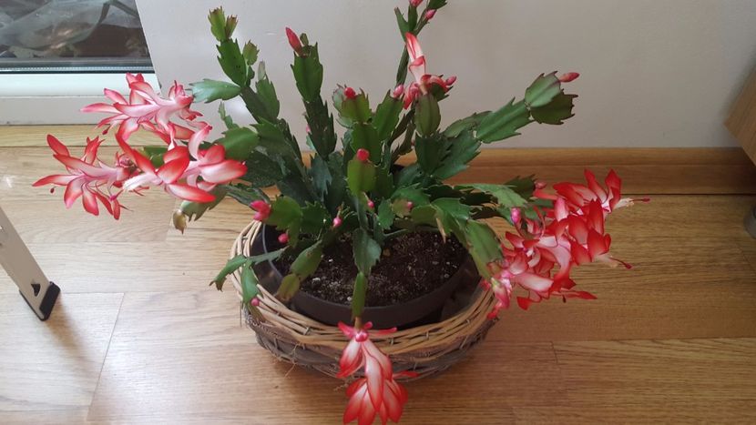  - Schlumbergera-craciunita N