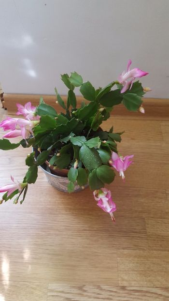  - Schlumbergera-craciunita N