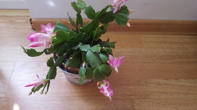  - Schlumbergera-craciunita N