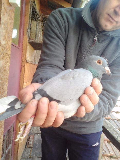 Lenovo_A1000_IMG_20171009_124527 - Porumbei voiajori sport 2017