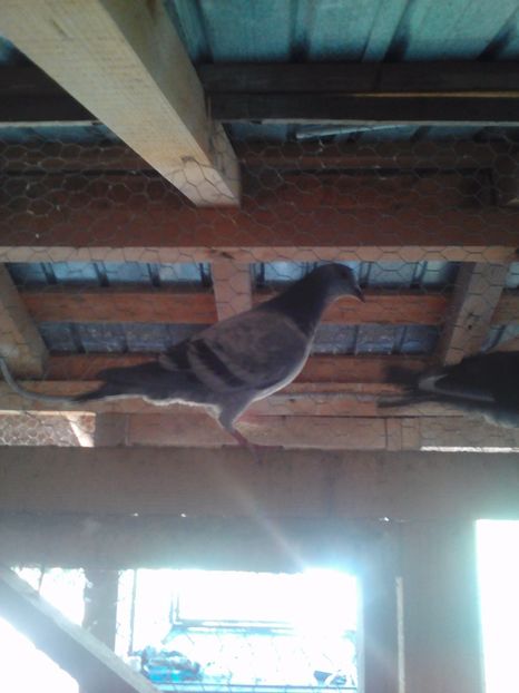 Lenovo_A1000_IMG_20171011_102056 - Porumbei voiajori sport 2017