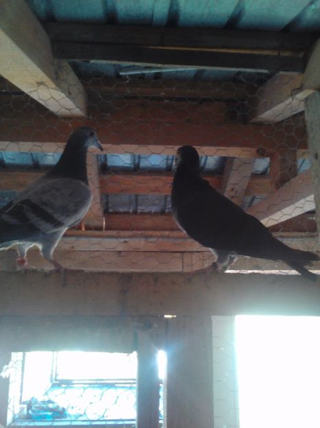 Lenovo_A1000_IMG_20171011_102048 - Porumbei voiajori sport 2017