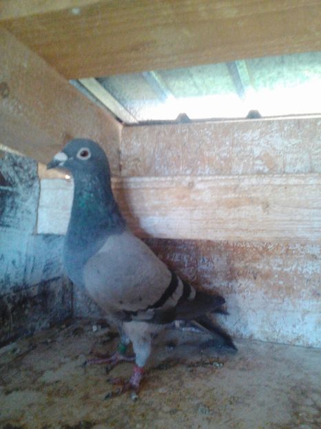 Lenovo_A1000_IMG_20171011_102017 - Porumbei voiajori sport 2017