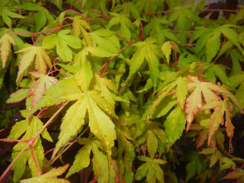 Acer palmatum Katsura (2017, May 08) - Acer palmatum Katsura