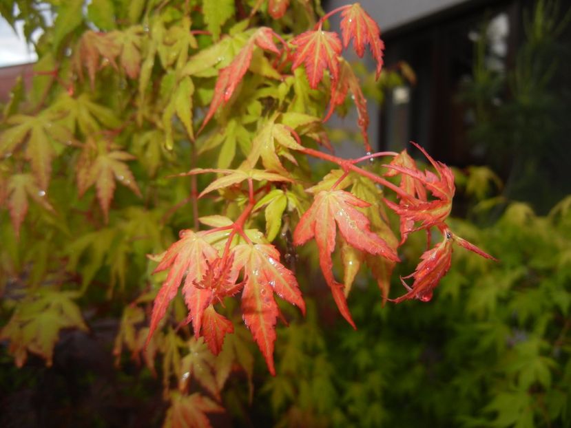 Acer palmatum Katsura (2017, May 08) - Acer palmatum Katsura