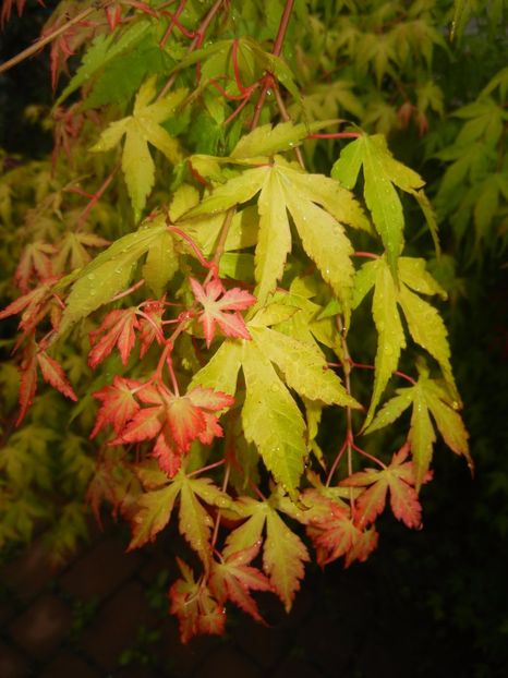 Acer palmatum Katsura (2017, May 08) - Acer palmatum Katsura