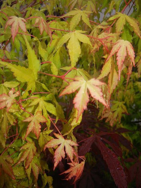 Acer palmatum Katsura (2017, May 08) - Acer palmatum Katsura