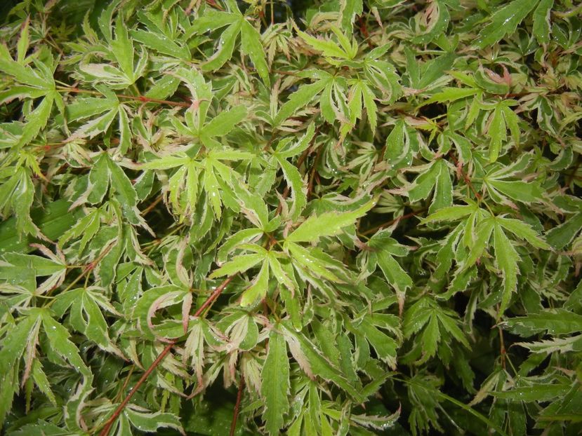 Acer palmatum Butterfly (2017, May 05) - Acer palmatum Butterfly