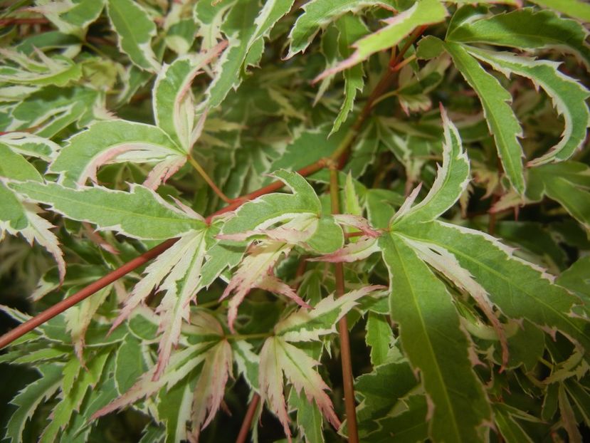 Acer palmatum Butterfly (2017, May 11) - Acer palmatum Butterfly