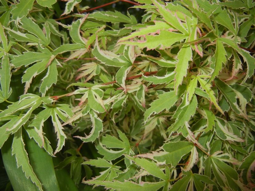 Acer palmatum Butterfly (2017, May 11) - Acer palmatum Butterfly