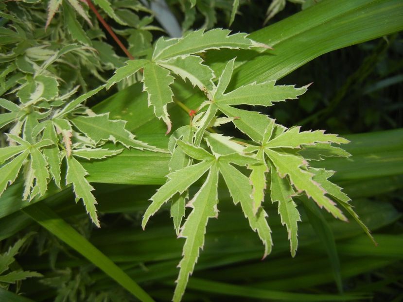 Acer palmatum Butterfly (2017, May 21) - Acer palmatum Butterfly