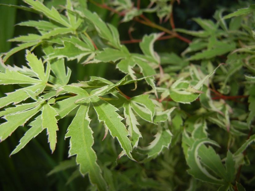 Acer palmatum Butterfly (2017, May 21) - Acer palmatum Butterfly