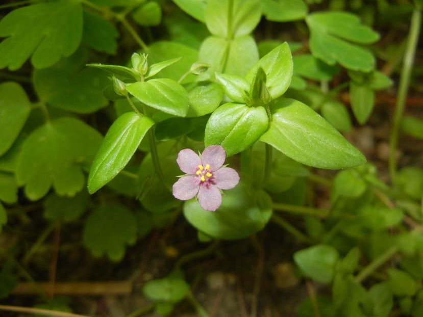 Anagallis arv. var. lilacina (2017, Jun.01) - Anagallis arvensis Lilacina