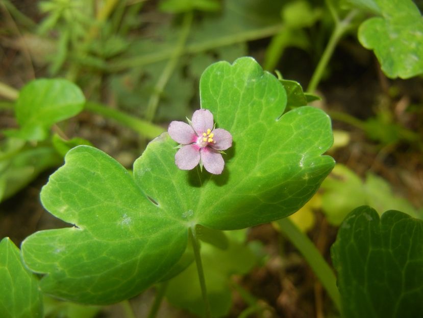 Anagallis arv. var. lilacina (2017, Jun.01) - Anagallis arvensis Lilacina