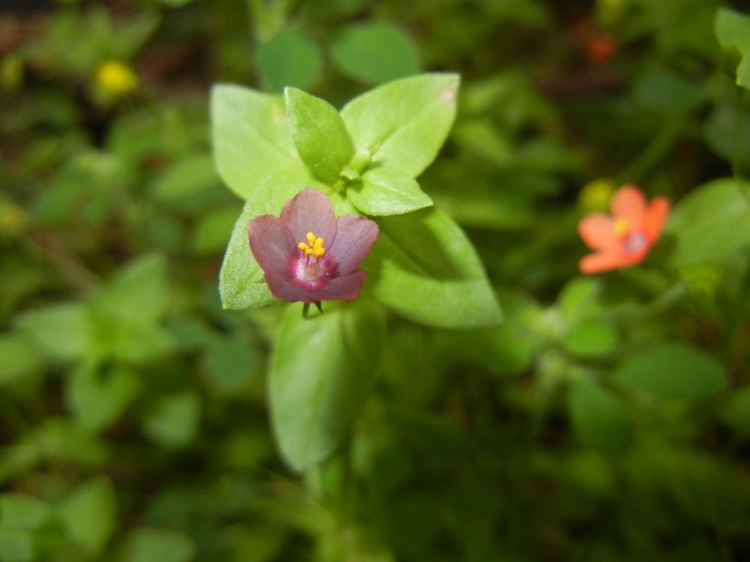 Anagallis arv. var. lilacina (2017, Jun.10) - Anagallis arvensis Lilacina