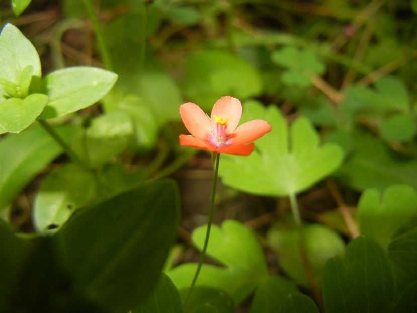 Anagallis arvensis (2017, June 10) - Anagallis arvensis