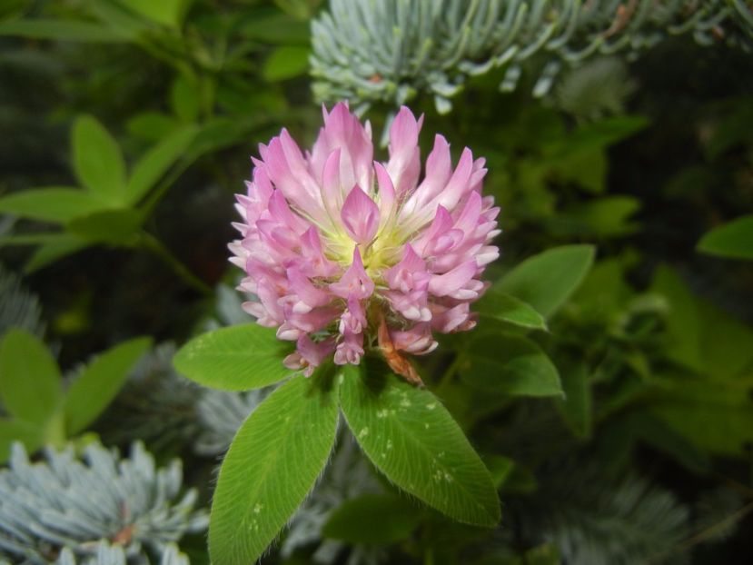 Trifolium pratense (2017, July 04) - Trifolium pratense_Red Clover