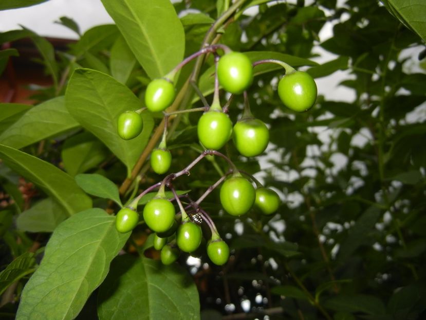 Solanum dulcamara (2017, July 04) - Solanum dulcamara