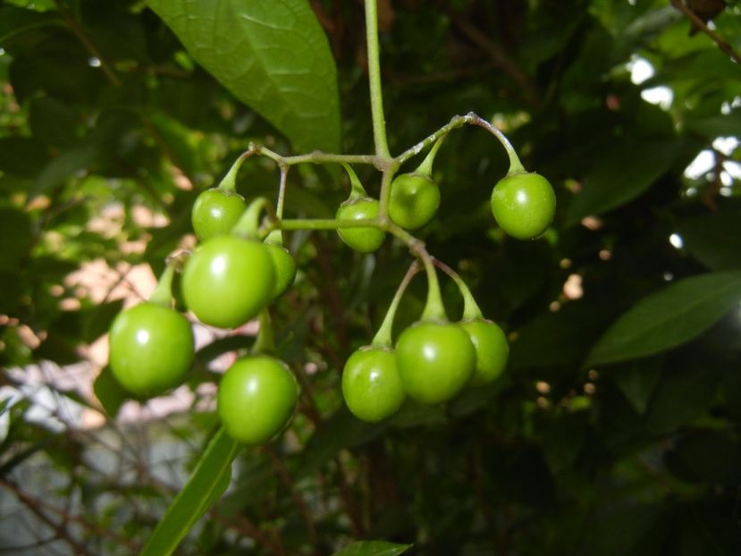 Solanum dulcamara (2017, July 04) - Solanum dulcamara