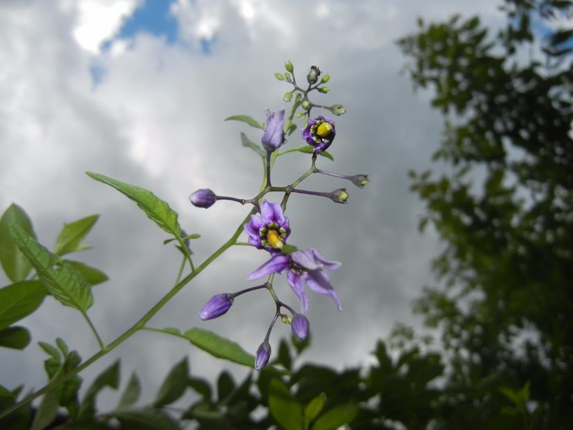 olanum dulcamara (2017, July 04) - Solanum dulcamara