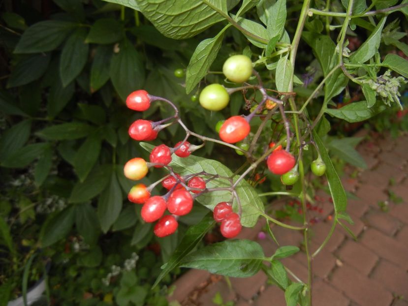 Solanum dulcamara (2017, July 28) - Solanum dulcamara