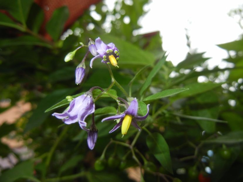 Solanum dulcamara (2017, July 28) - Solanum dulcamara