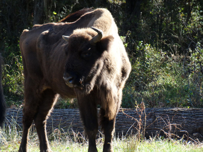  - zzz Zimbraria Neagra Bucsani