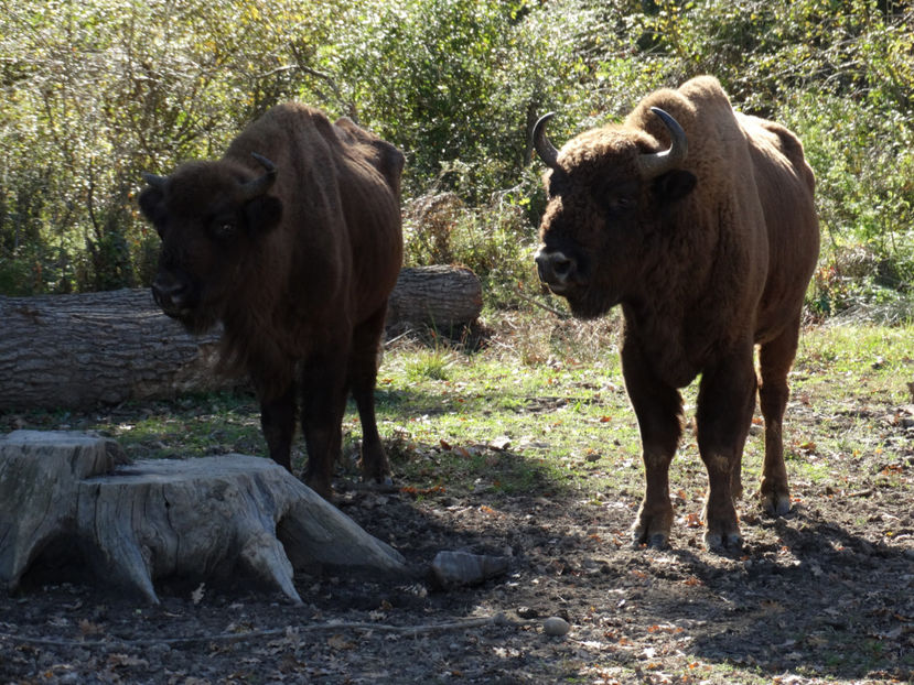  - zzz Zimbraria Neagra Bucsani