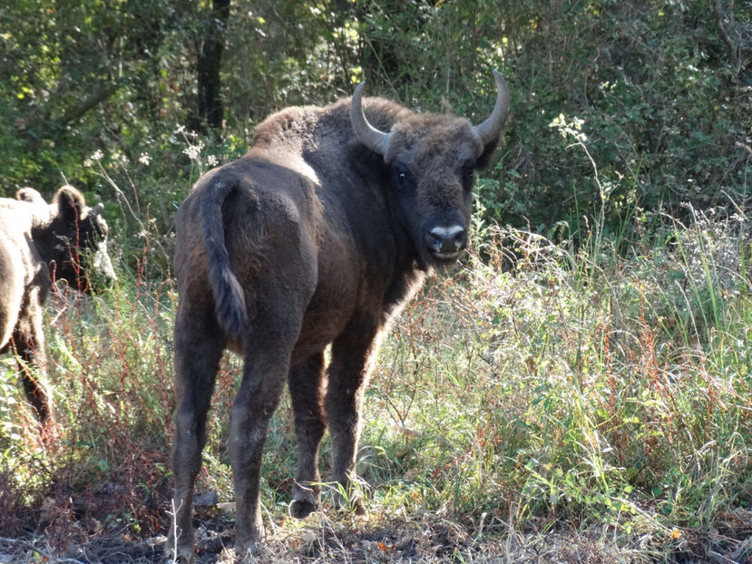  - zzz Zimbraria Neagra Bucsani