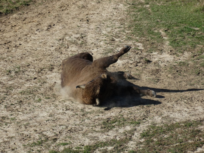  - zzz Zimbraria Neagra Bucsani