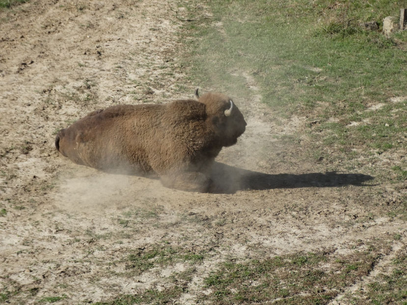  - zzz Zimbraria Neagra Bucsani