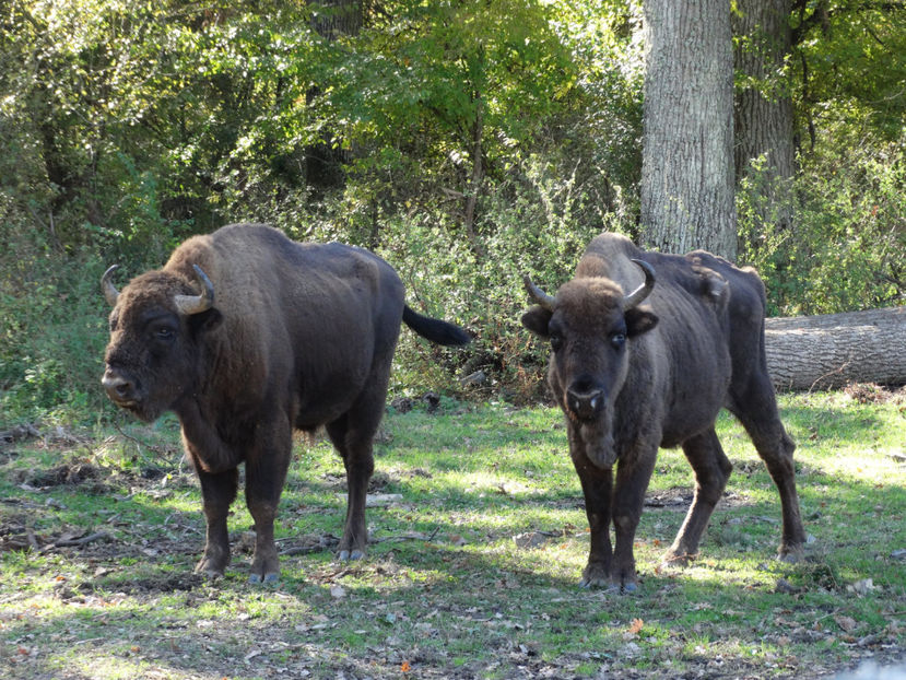  - zzz Zimbraria Neagra Bucsani