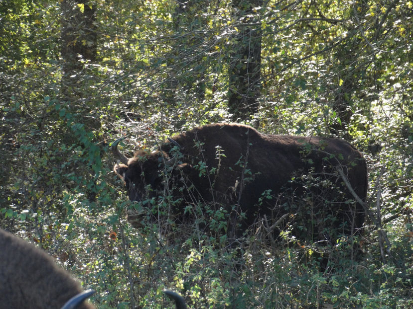  - zzz Zimbraria Neagra Bucsani