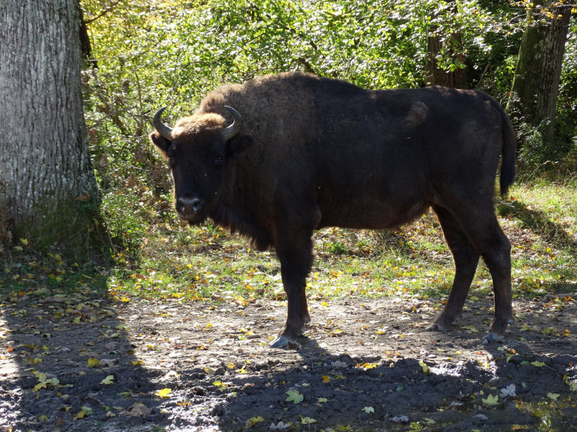  - zzz Zimbraria Neagra Bucsani