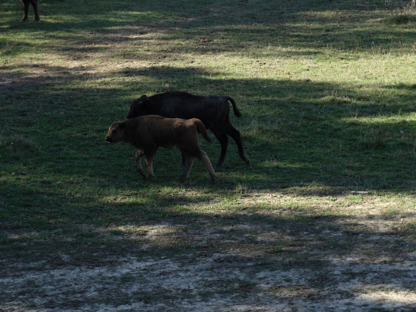  - zzz Zimbraria Neagra Bucsani