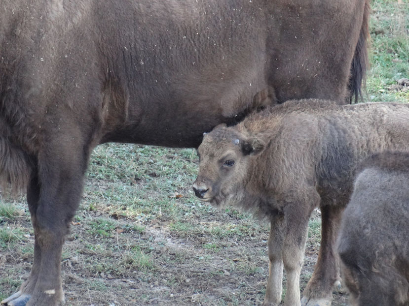  - zzz Zimbraria Neagra Bucsani