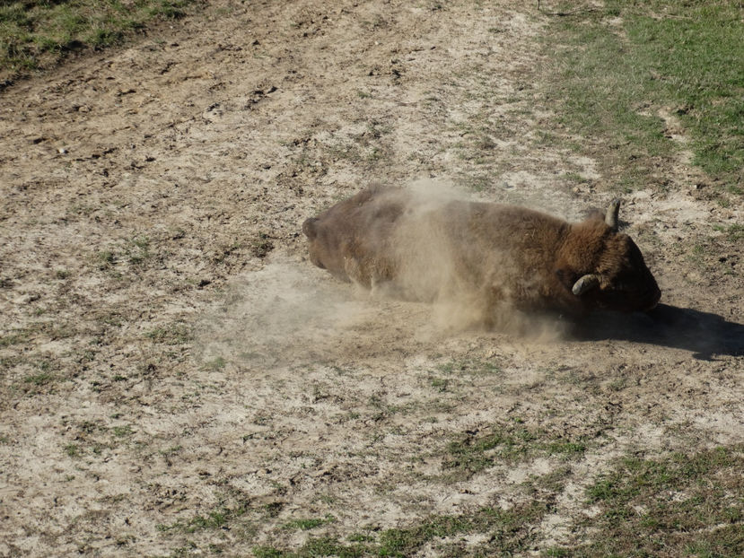  - zzz Zimbraria Neagra Bucsani