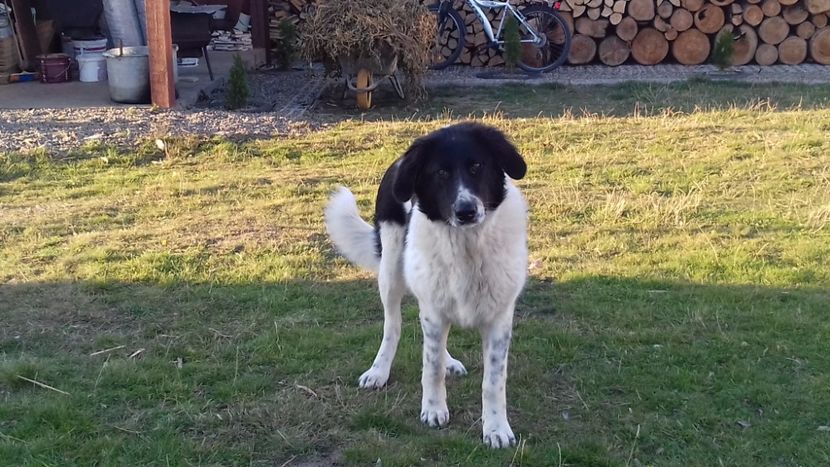 Am deja 8 luni.. - C Paza casei  Lola