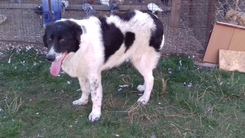  - C Paza casei  Lola