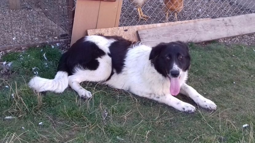  - C Paza casei  Lola