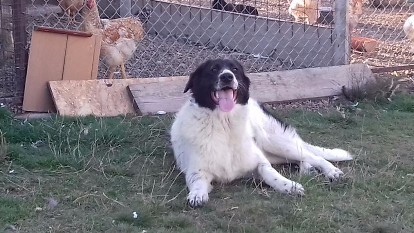  - C Paza casei  Lola